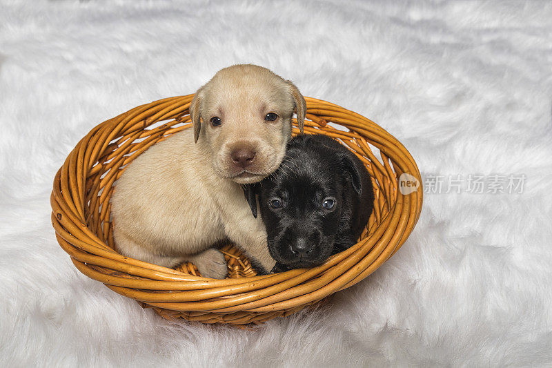 一只黑色和黄色的拉布拉多小狗从柳条篮子里抬头看- 4周大